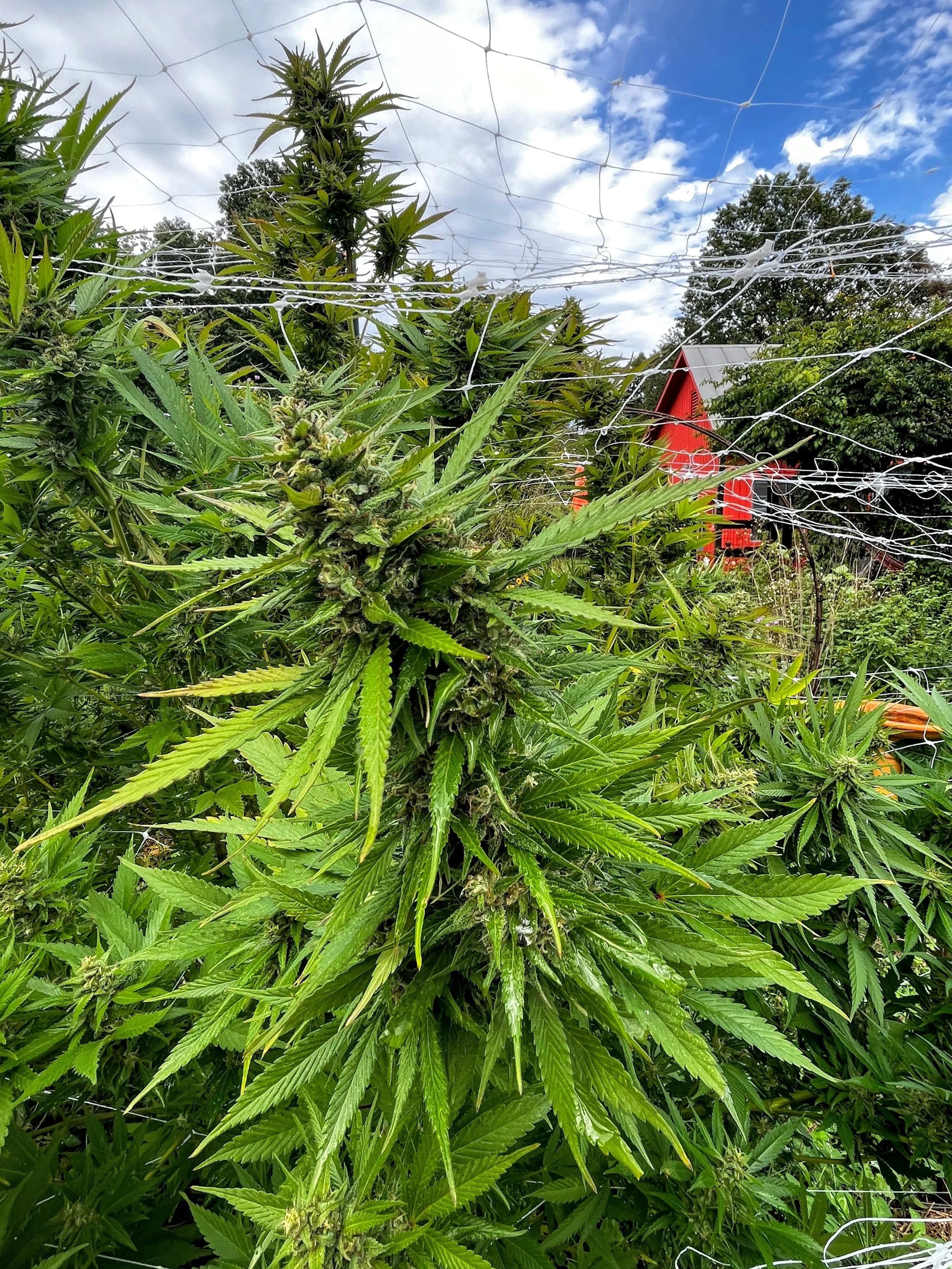 Crone Grownâs 2nd Annual Farm Day!