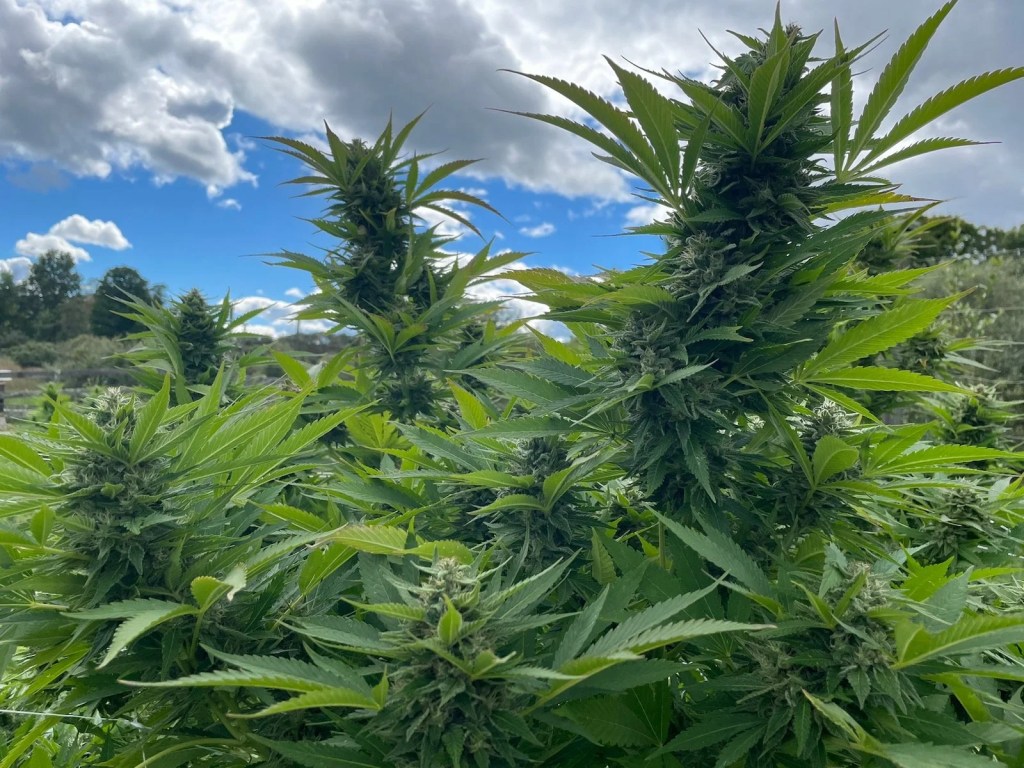 Cannabis can Restore our Bodies to their Pre-menopausal Condition and Alleviate the Life-threatening Diseases of&nbsp;Menopause