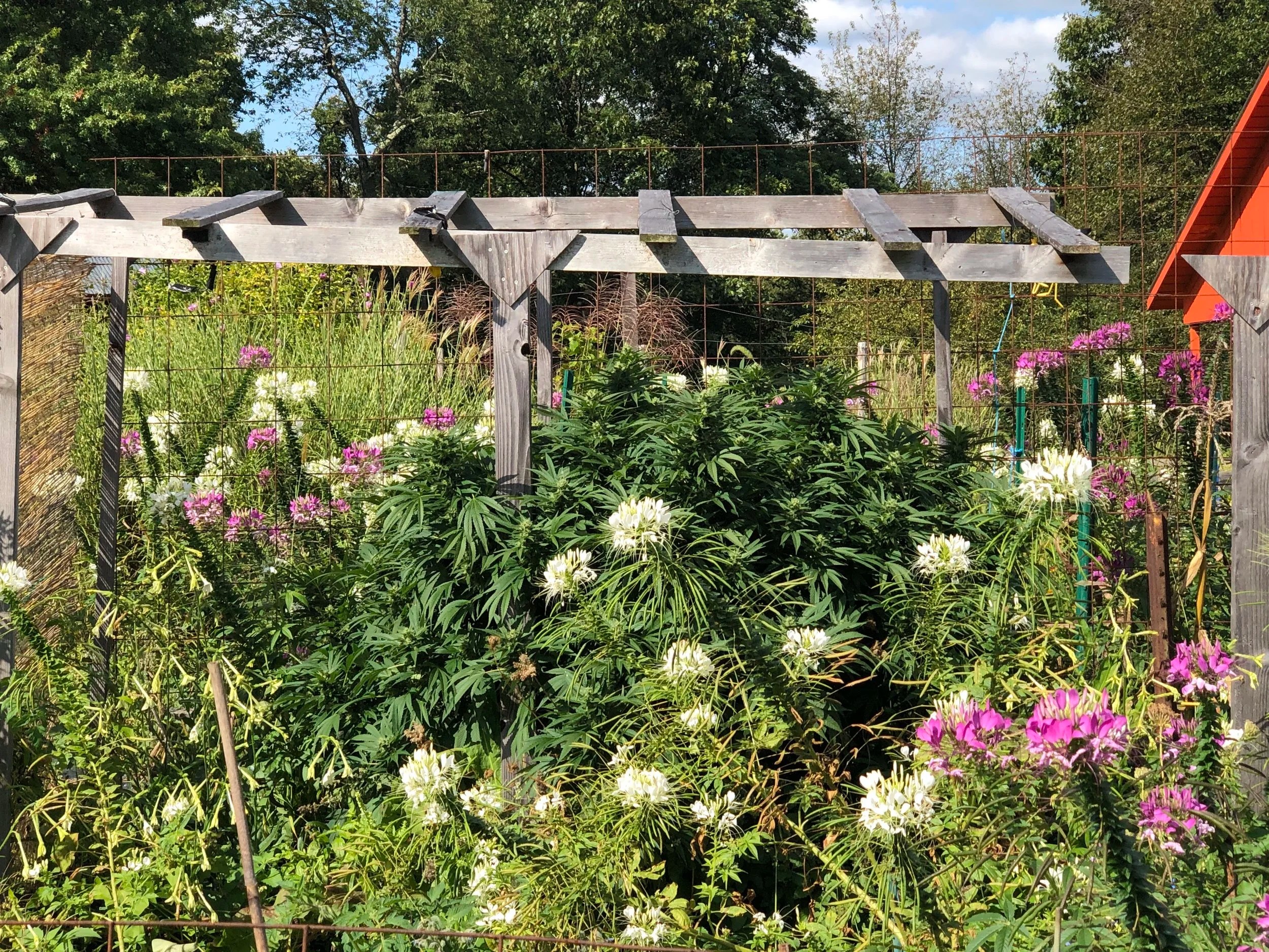 Regenerative Farm Film Common Ground Rosendale Theater