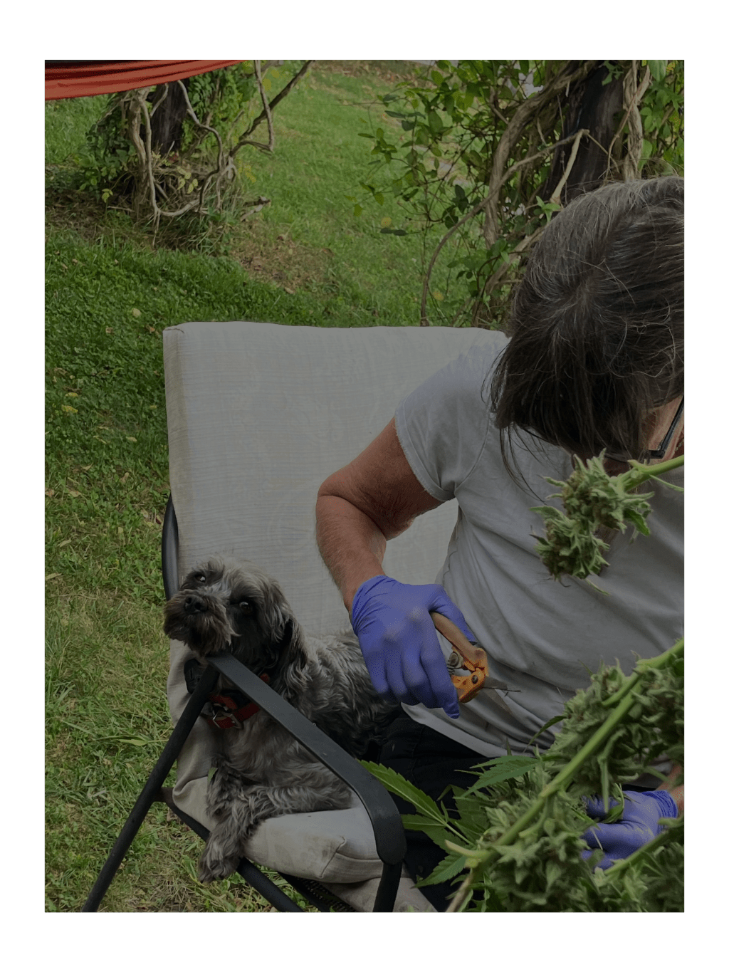 CBG (non-psychoactive) A sense of calm, contentment, improved focus, energy, relief from depression and anxiety, reduced muscle discomfort, sharpened cognitive performance, uplift, and&nbsp;bliss.