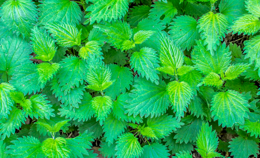 All Our Plant Partners & The Benefits to&nbsp;You