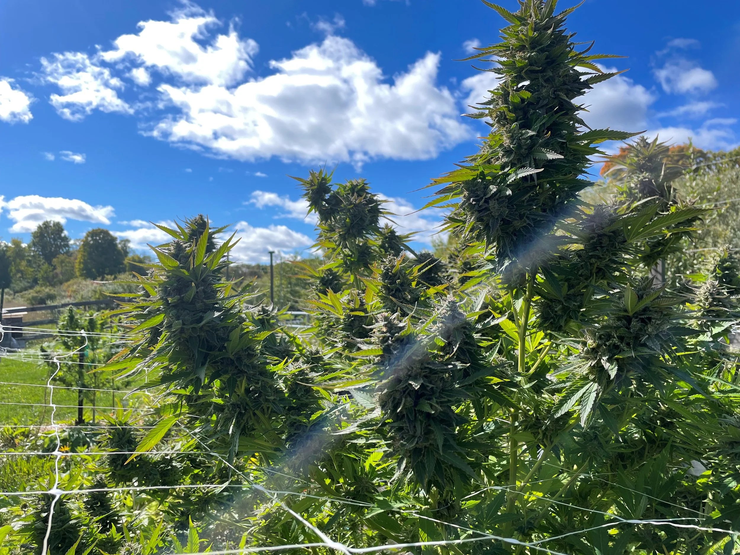 Harvest &amp; Holiday Party!